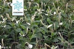 三白草