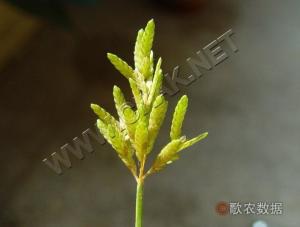 三方草图册