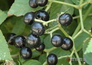 三叶乌蔹莓图册
