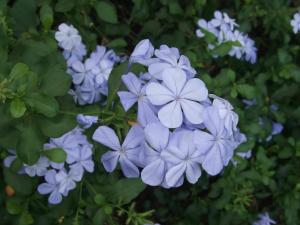 蓝雪花