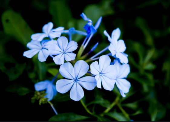 蓝雪花