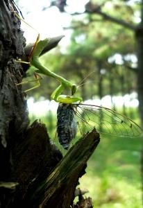 螳螂