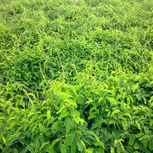 藤茶