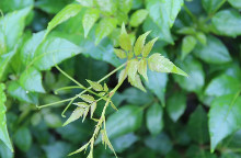 藤茶