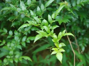 藤茶