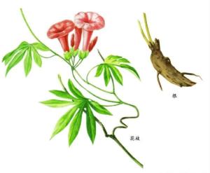 藤商陆图册