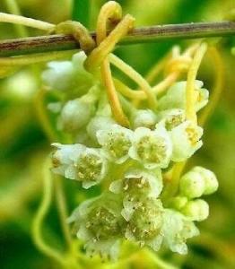 菟丝子形态特征