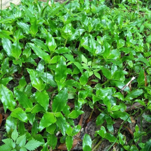痰火草