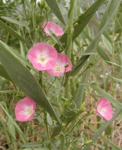 田旋花图集