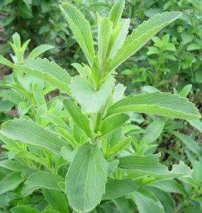 甜叶菊