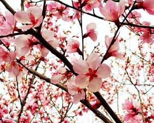 桃花