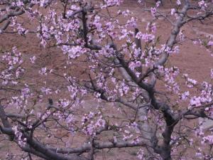 邹平桃花