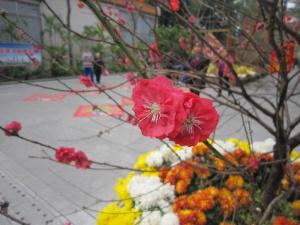 桃花