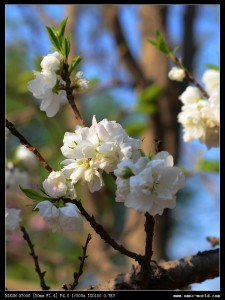 桃花特写
