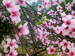 桃花