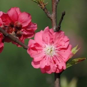 初春桃花