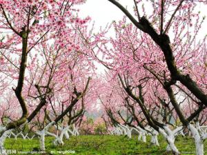 桃花