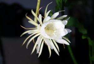 昙花