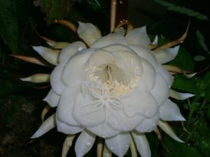 昙花