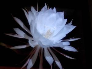 昙花