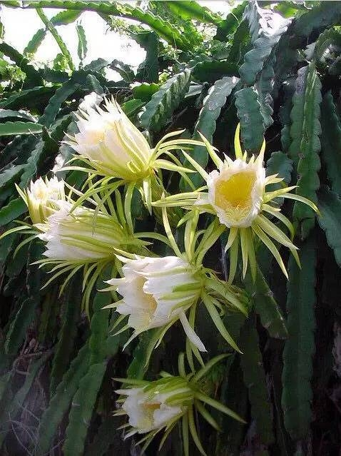 昙花