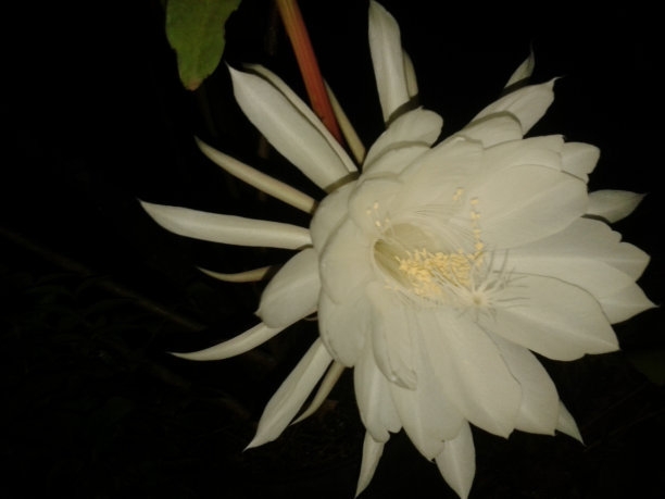 昙花