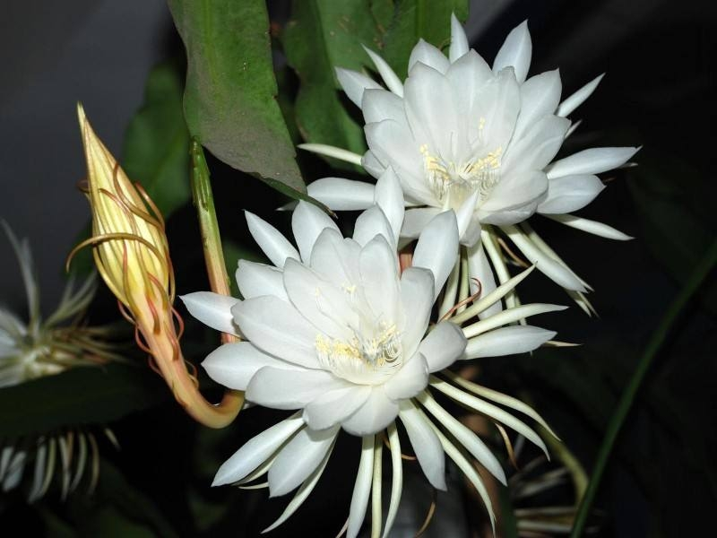 昙花