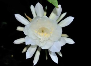 昙花