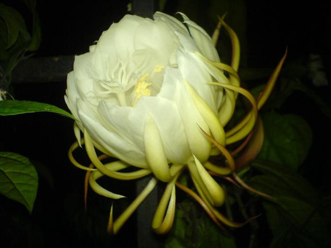 昙花
