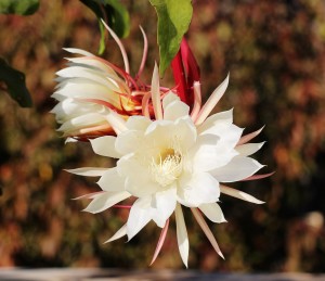 昙花