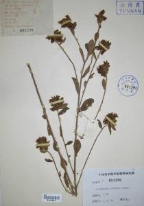 头花猪屎豆图册