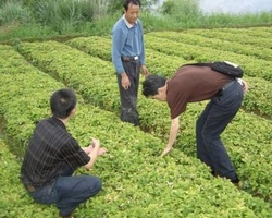 太子参