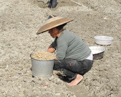 太子参
