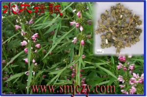 土壤中的天麻茎叶