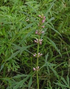 天麻茎叶