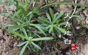 天青地白
