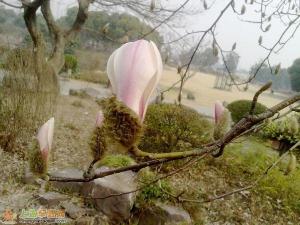 濒危植物—天目木兰