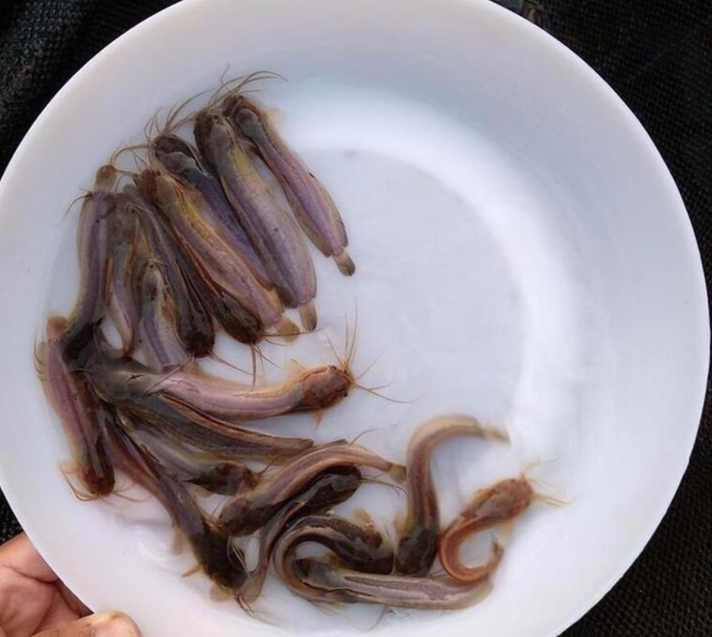 塘鲺