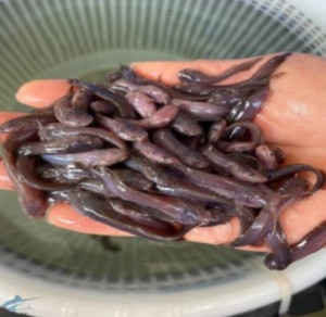 塘鲺