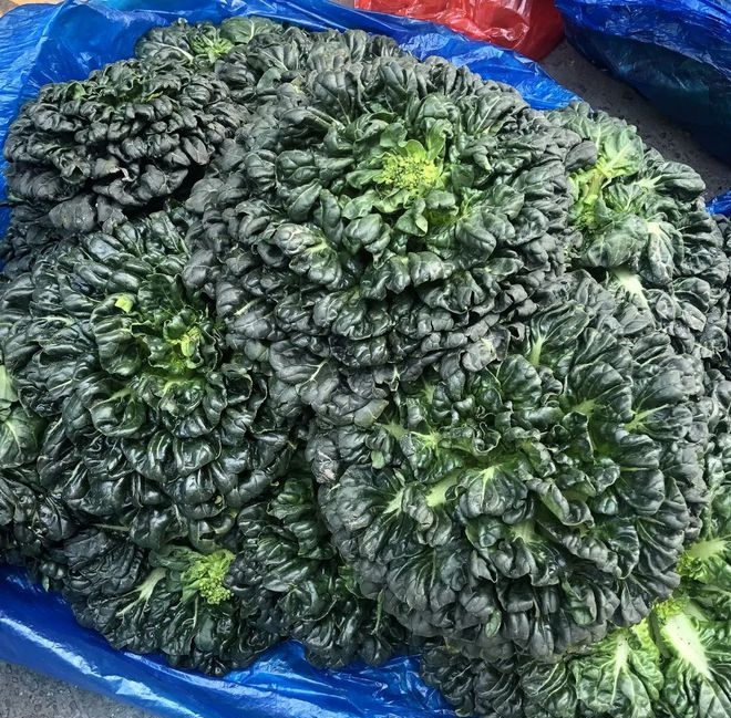 乌塌菜