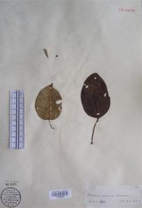 台湾牛奶菜图册