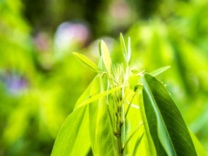 跳舞草