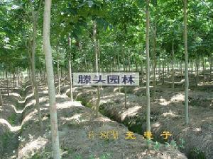 无患子