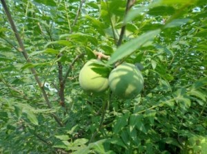 无患子