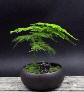 文竹