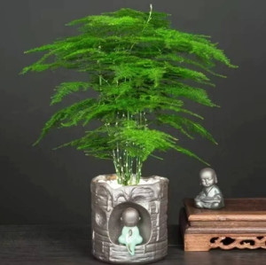 文竹
