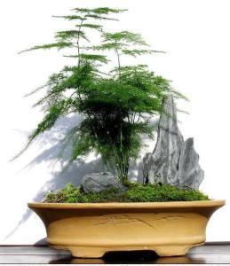 文竹盆载