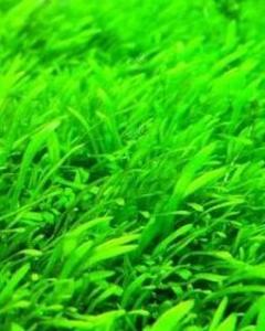 挖耳草