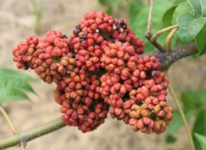 吴茱萸
