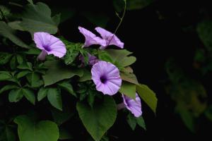 五爪金龙花